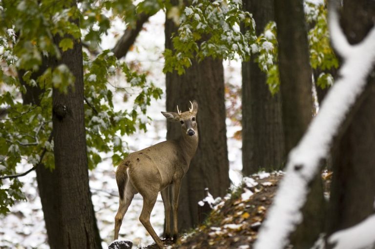 Opinion:  How the COVID-19 Situation Mirrors the CWD Debate in Michigan