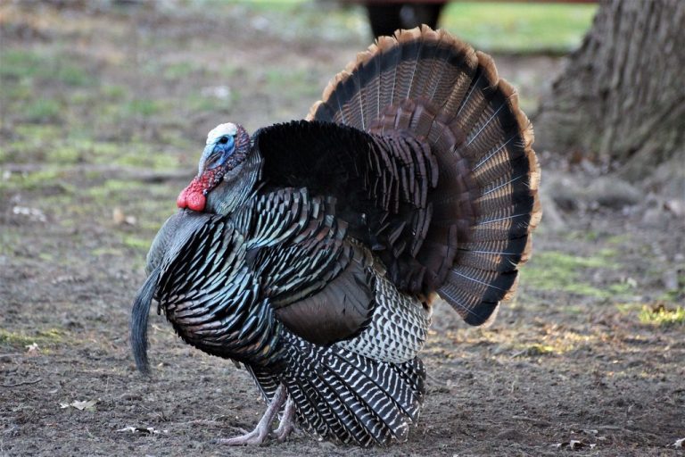 The Shock Gobble: Locating Turkeys in the Woods