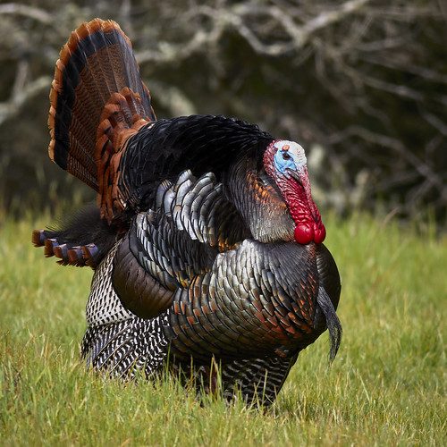 Essential Gear for Spring Turkey Hunting