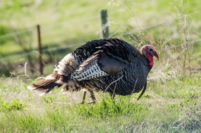 Spring Turkey Hunt License Update
