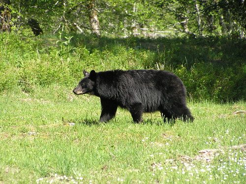 Guard the Gate: Why We Must Protect Bear Hunting