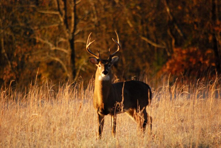 Michigan Deer Hunting Changes for 2020