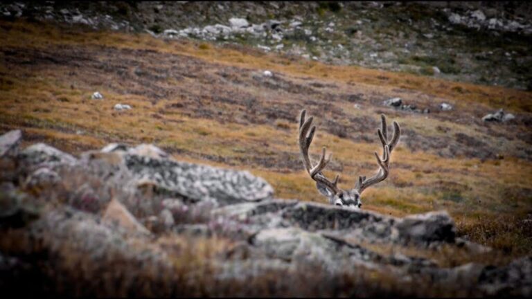 Video: Colorado Public Land DIY Mule Deer Hunr