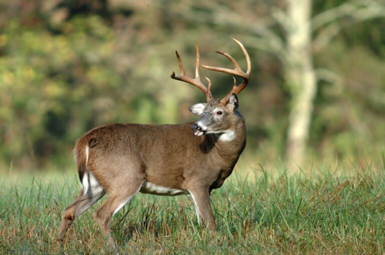 My Early Whitetail Season Private Land Strategy