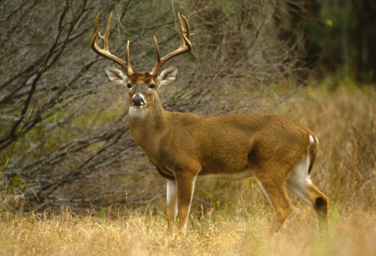 Whitetail Hunting Small Properties