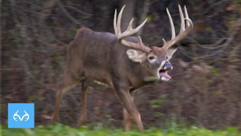 Video: Giant Illinois Buck In Rut