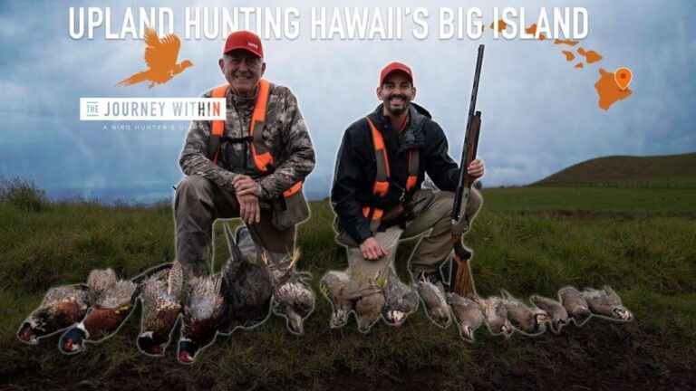 Video: Upland Bird Hunting In Hawaii