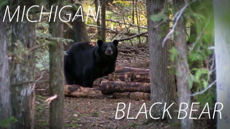 Video: Black Bear Hunting In Michigan