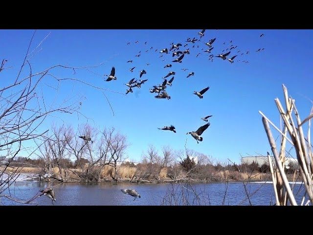 Video: 2018 Goose Hunt From Bobby Guy Films