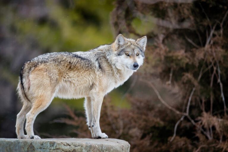 Grey Wolves Officially Removed From Endangered Species Protection