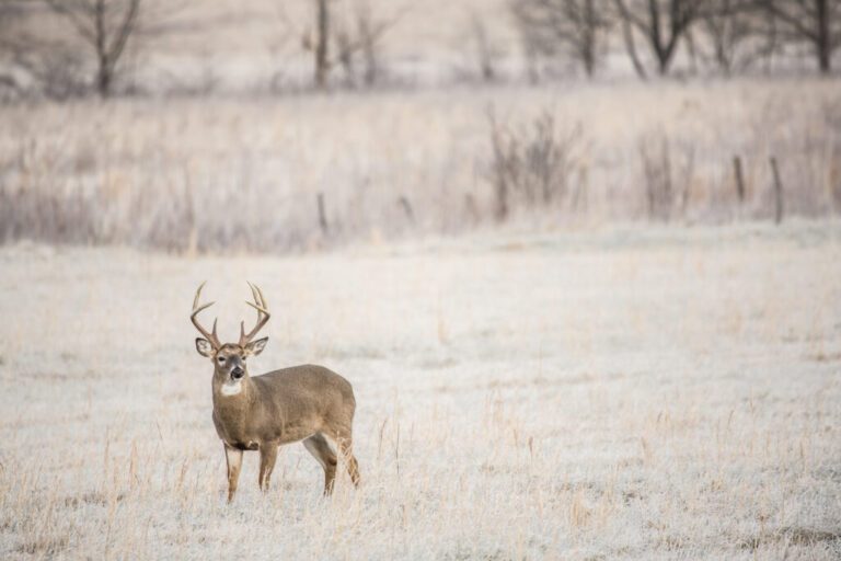 Staying Warm In The Michigan Whitetail Woods: Part 1 – Feet And Hands