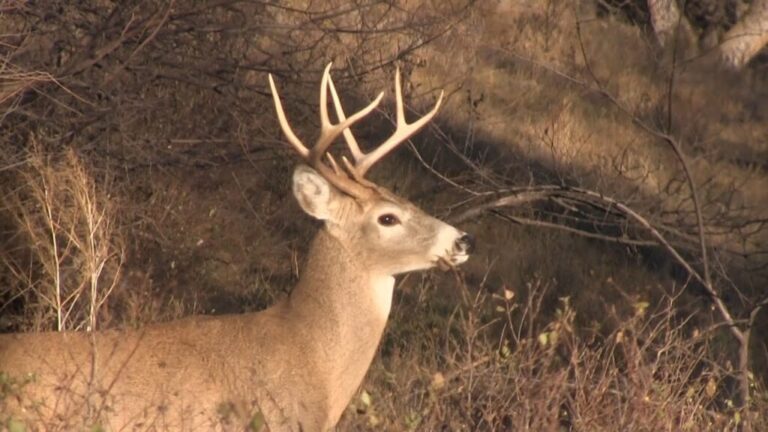Video: October Whitetails – Hunting The 3 Phases