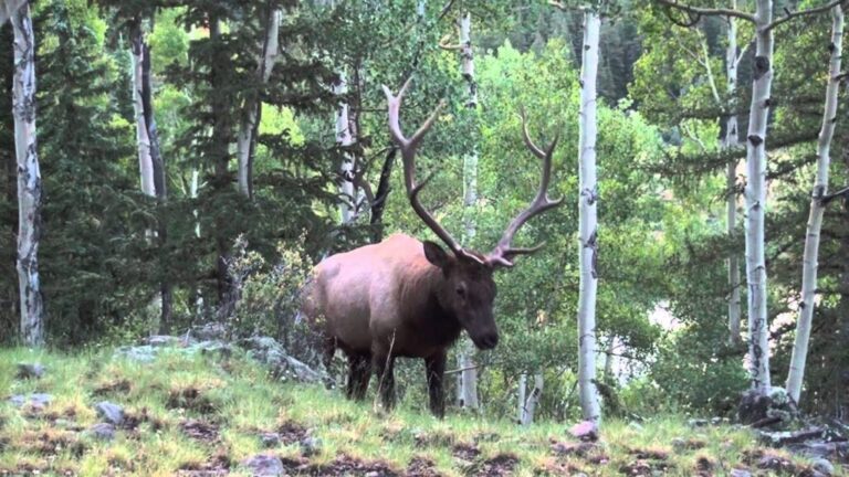 Video: Elk Bugling Up Close