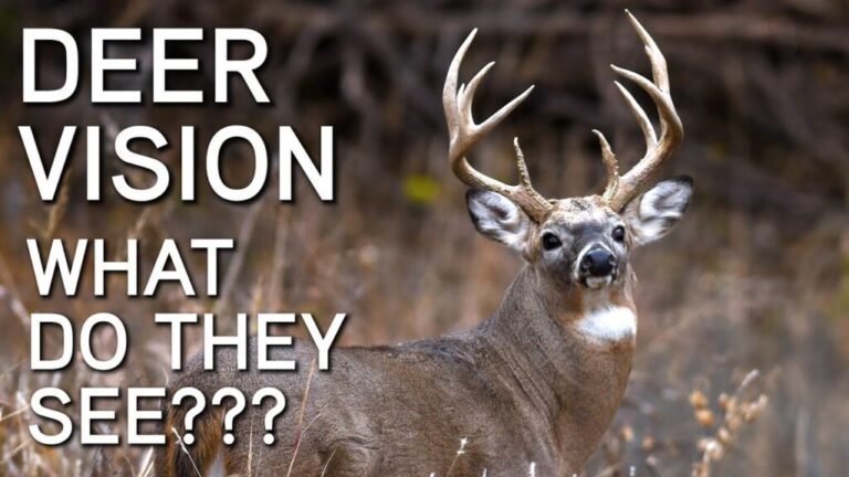 Video: Deer Vision – How It Works