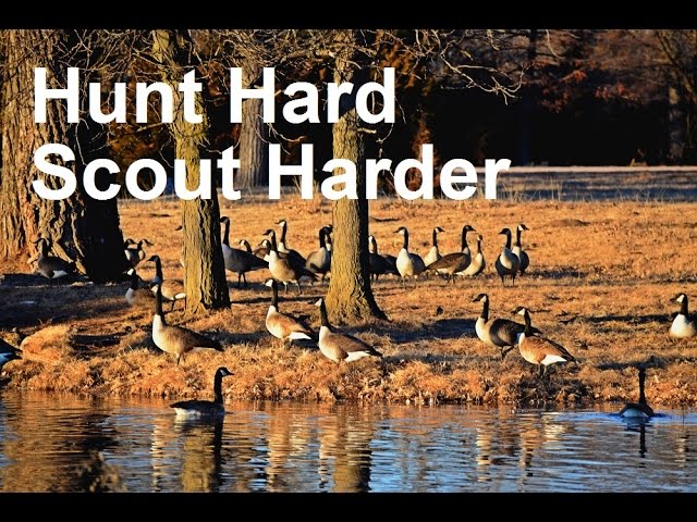 Video: Bobby Guy – Tips For Successful Duck And Goose Scouting