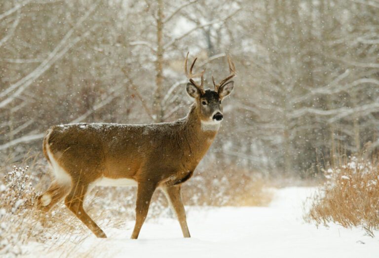 Winter Hunting For Whitetail Deer