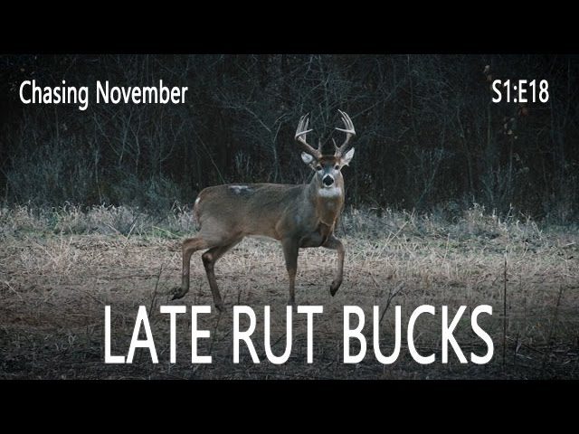Video: Hunting Late Rut Bucks