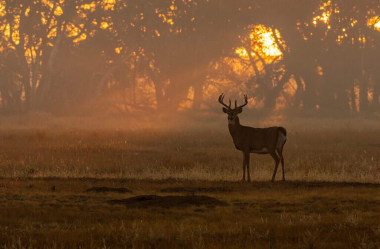 Winding Down – The End Of Deer Season