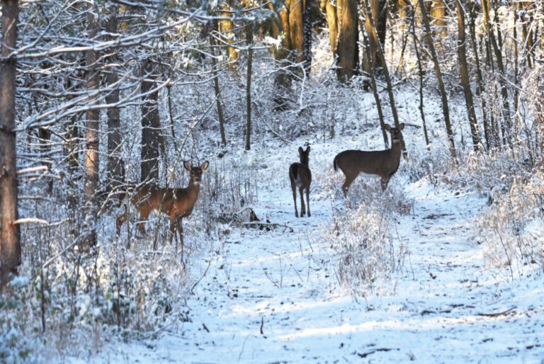 A Successful Late Season Deer Hunt