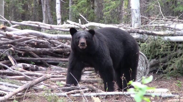 Video: Traditional Bowhunting For Black Bear