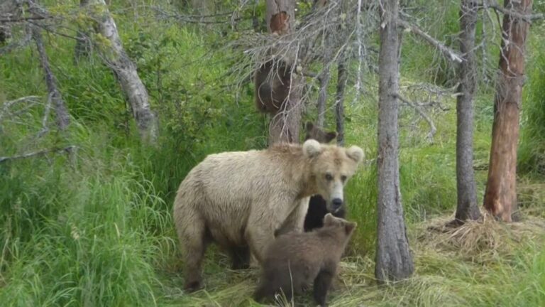 Video: Mother Bears Collide At Katmai National Park