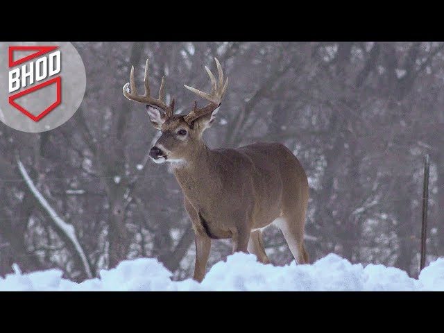 Video: Late Season Illinois Buck