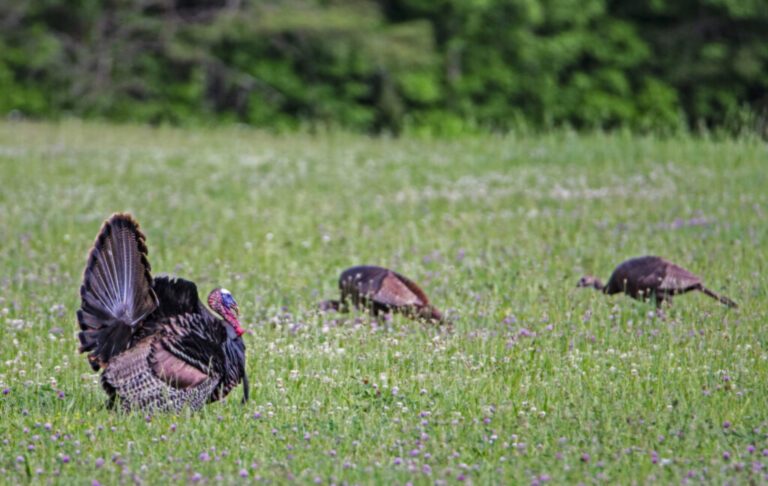 Michigan Spring Turkey Deadline Approaching