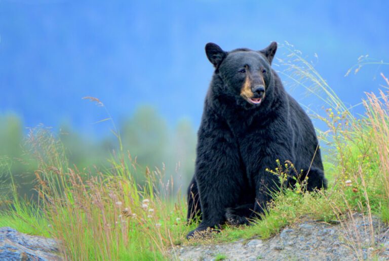 Spring Bear Hunting In The United States