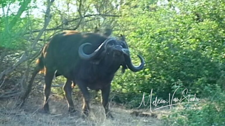 Video: Cape Buffalo Charge