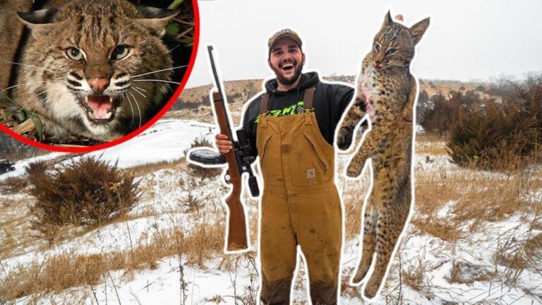 Video: Bobcat Catch Clean and Cook