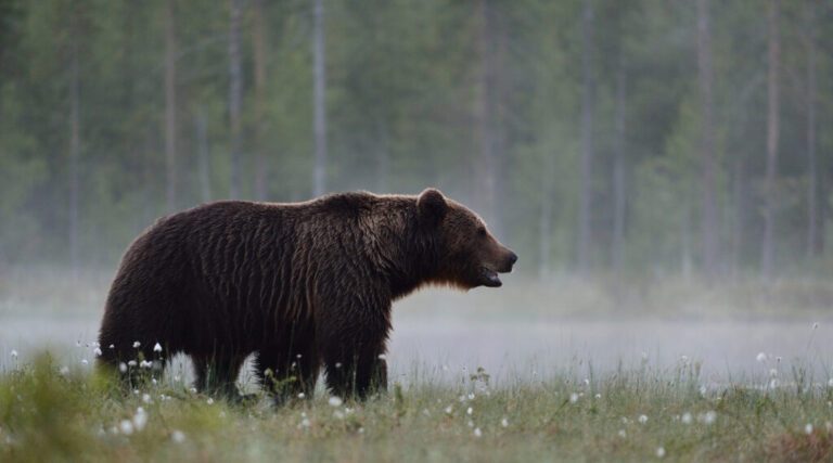 Bear Hunting: The Target For Anti Hunters