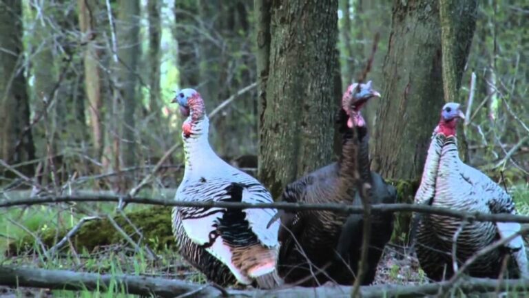 Video: Michigan Smokey Grey Turkey Hunt
