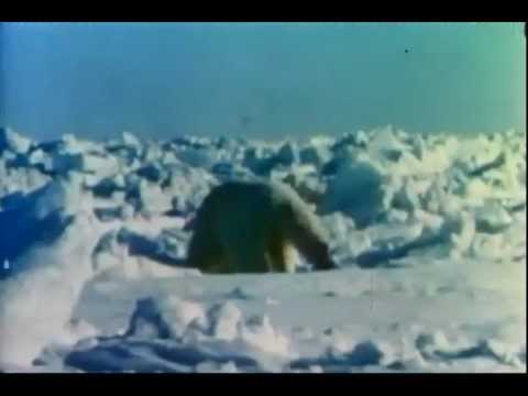Video: Fred Bear Polar Hunt
