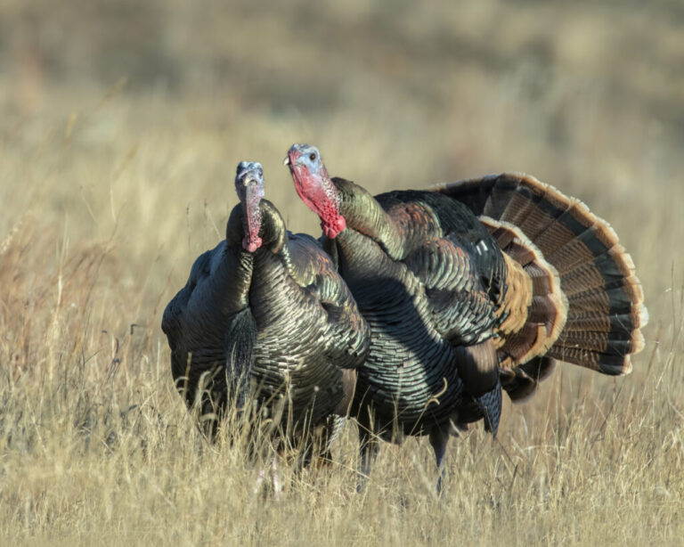 Get Your Leftover Michigan Spring Turkey Licenses Now!