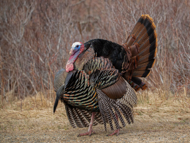 Spring Turkey Season Safety Tips