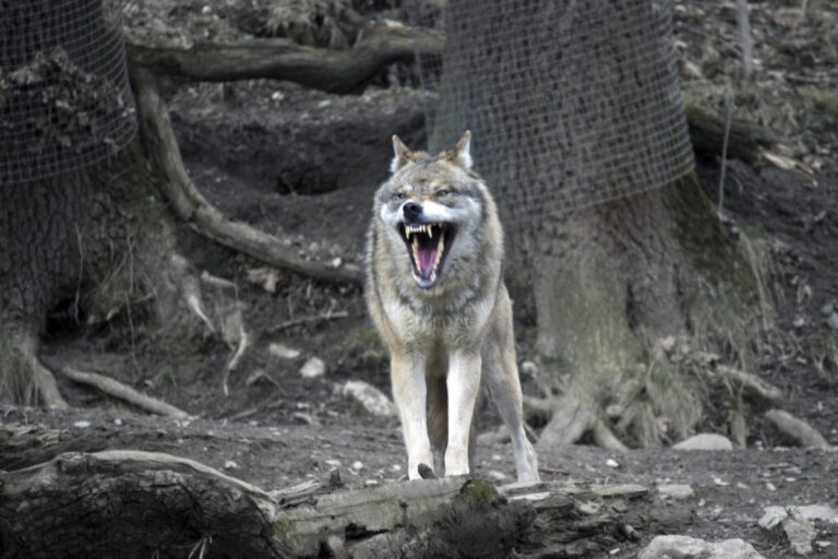 The Wisconsin Wolf Hunt Controversy