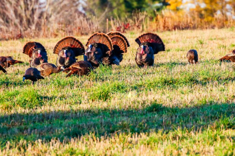 Turkey Hunting: The Gateway Drug