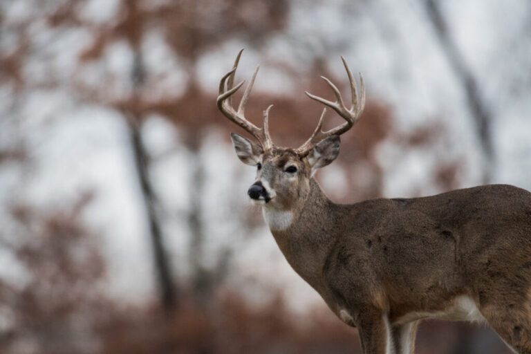 Planned Deer Cull Met With Threats of Violence