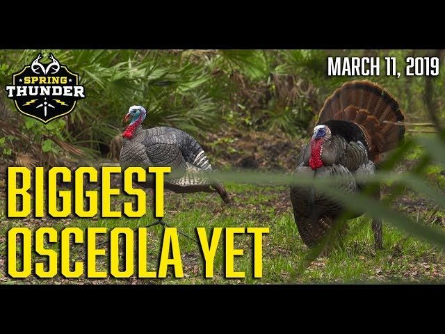Video: Giant Osceola Turkey