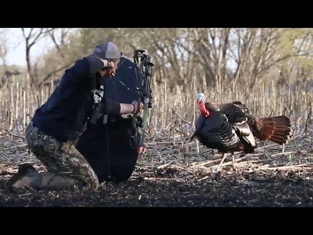 Video: Reaping Turkeys