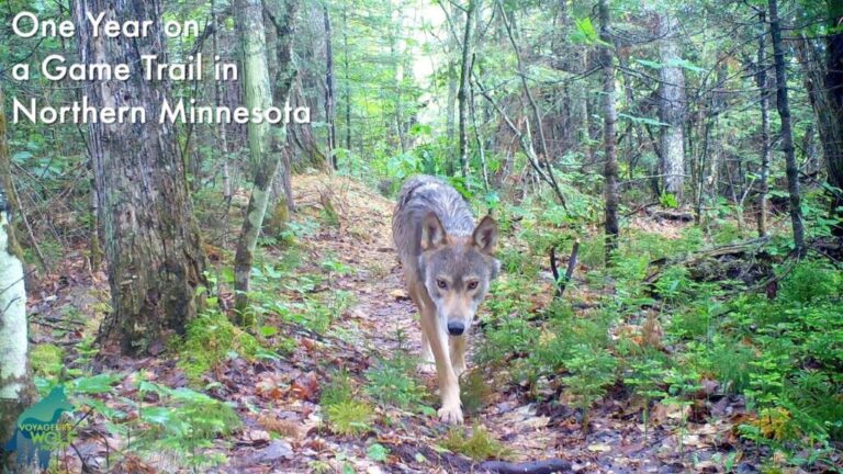 Video: One Year On A Trail Camera In Minnesota
