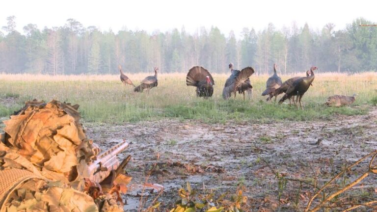 Video: Hunting Osceola Gobblers In Florida